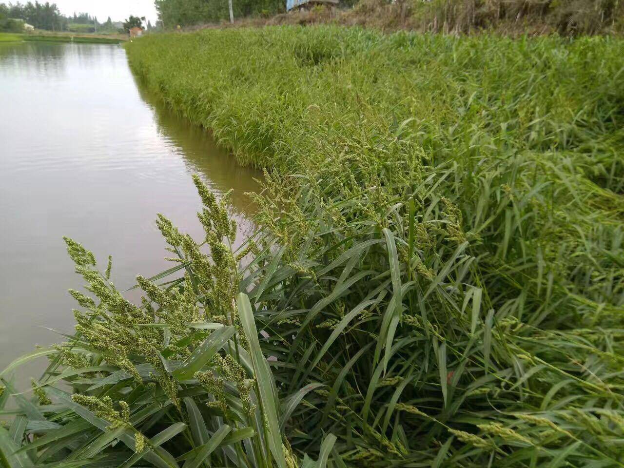 小米草喜欢温暖湿润的气候,小米草在幼草阶段,耐水淹,抗水力较强