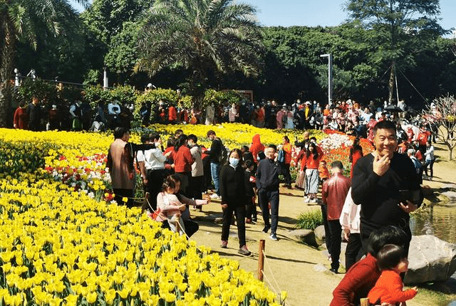 深圳中心区郁金花海旅游全攻略来了深圳春节网红景点美成油画