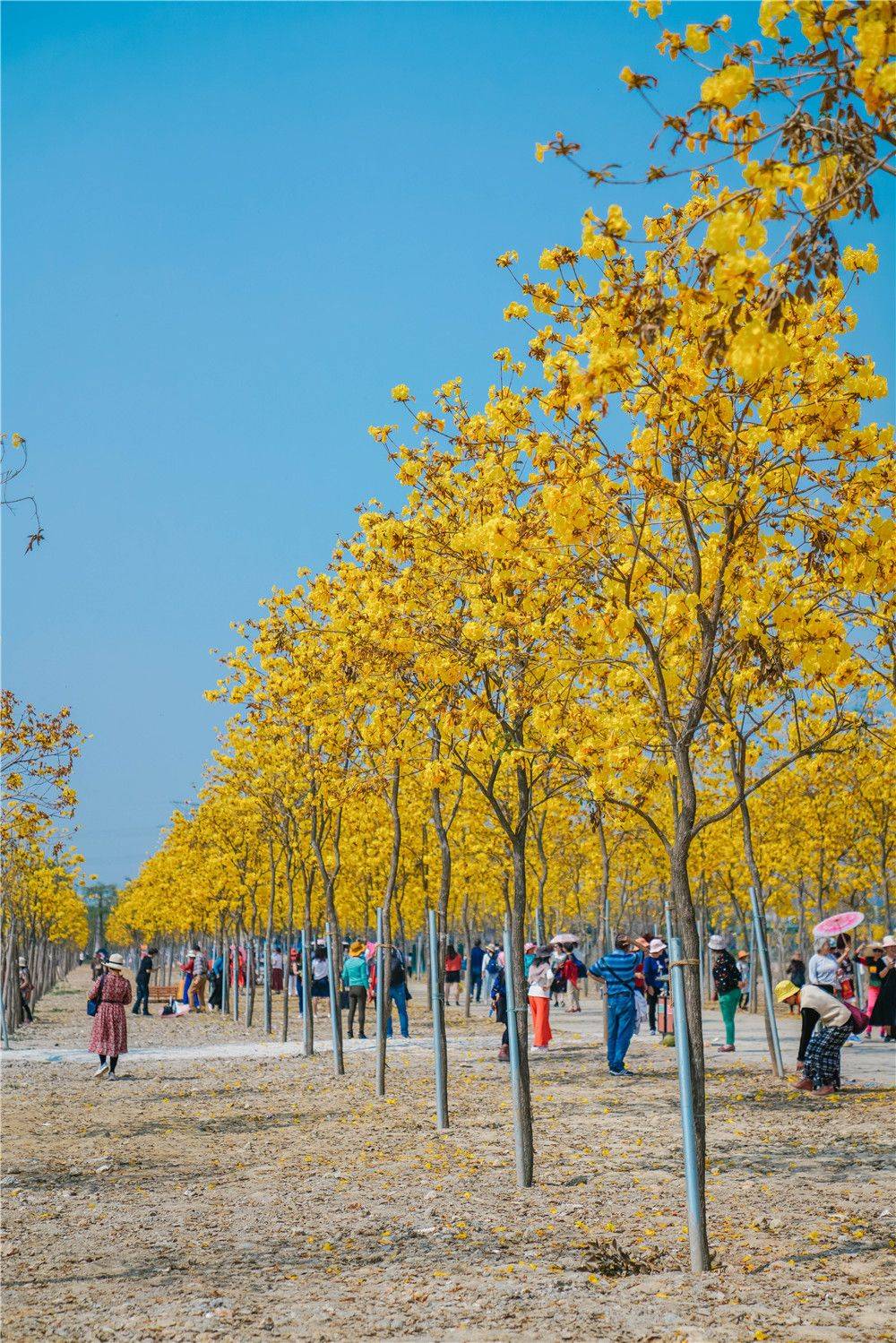 原创广州又一赏花胜地,最灿烂黄花风铃木,免费打卡好去处