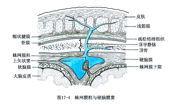 系统解剖线条绘图脑脊髓的被膜和血管