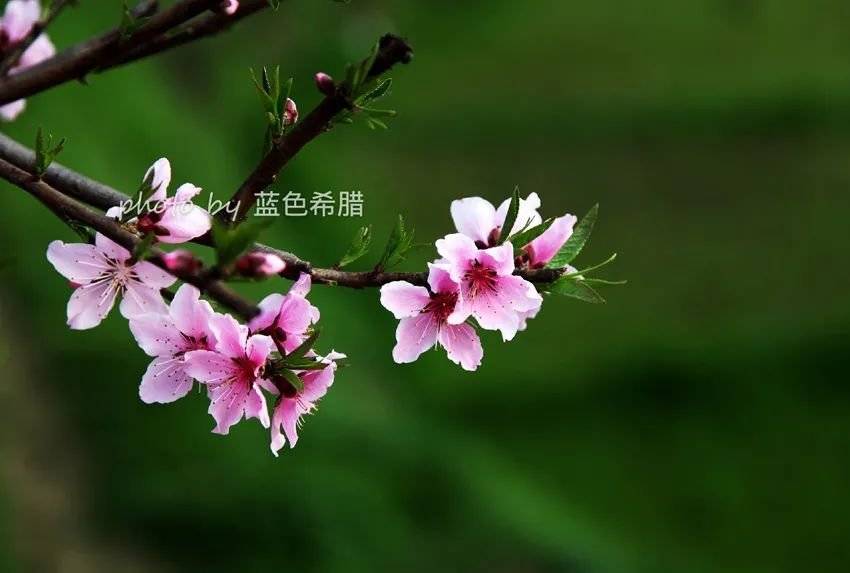桃花是春天最常见的花卉,桃红也是春天的代表色彩.