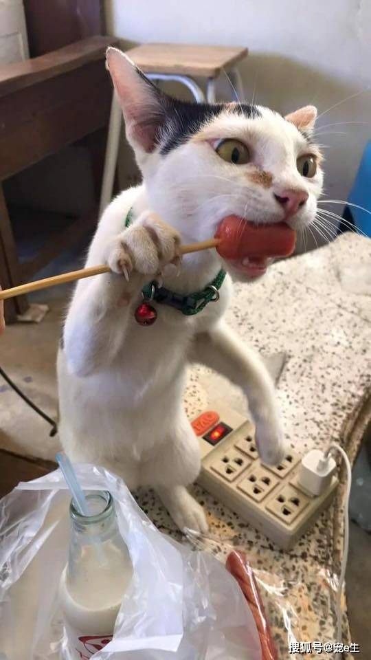成精了猫咪偷腥被抓包你永远想不到猫咪为了偷吃能有多拼