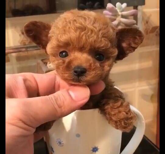 泰迪被放进小杯子,当奶茶来装杯,体重不到500克!_狗狗