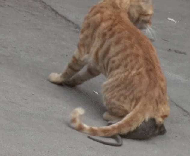 这才是真正的猫戏老鼠,老鼠受尽凌辱,被玩的生不如死