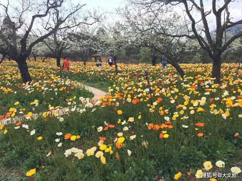 昆明名花谷迎来第一波花潮