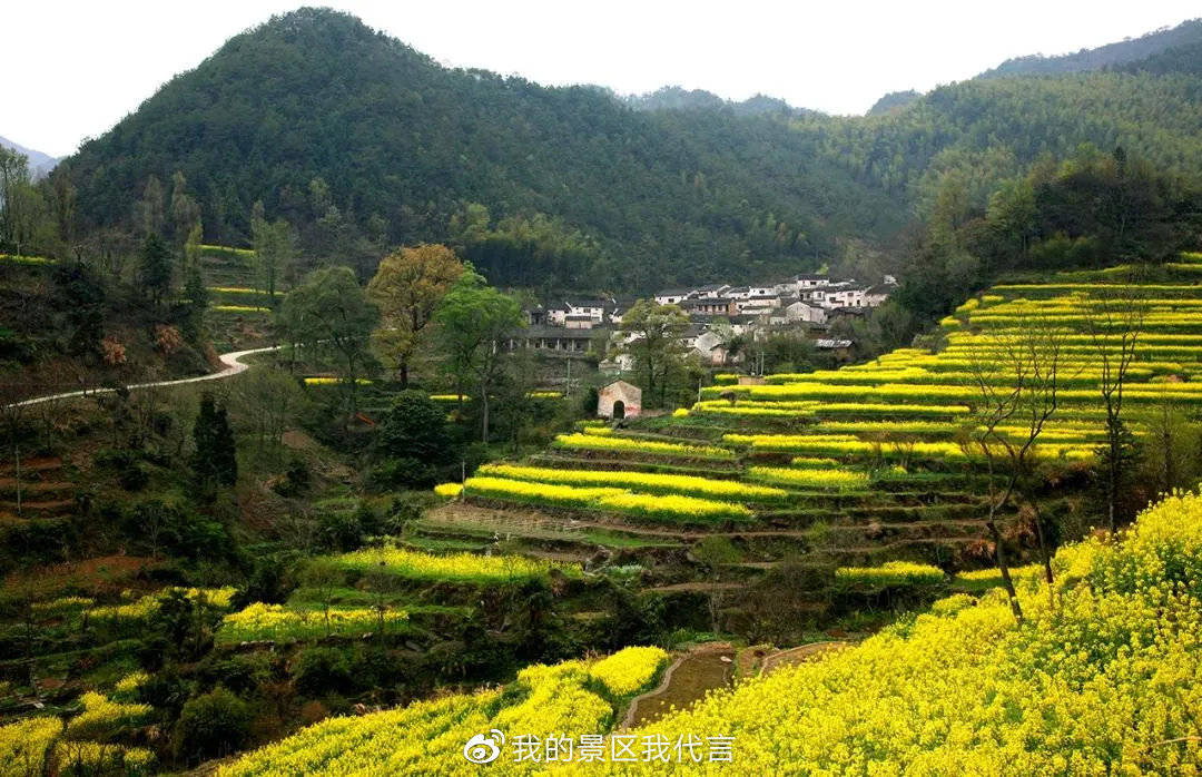 绩溪的春天是从油菜花绽放开始,花期预告请查收!