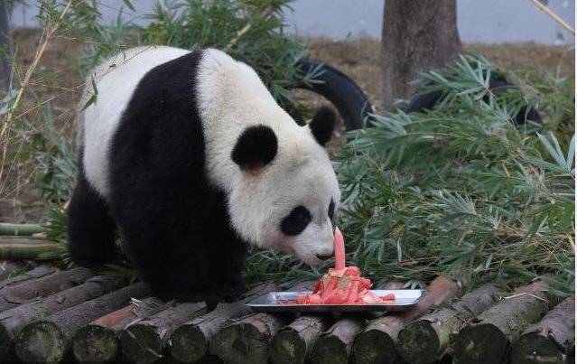 全国仅3只 四川青神大熊猫"苏星"被选往成都当"种公"