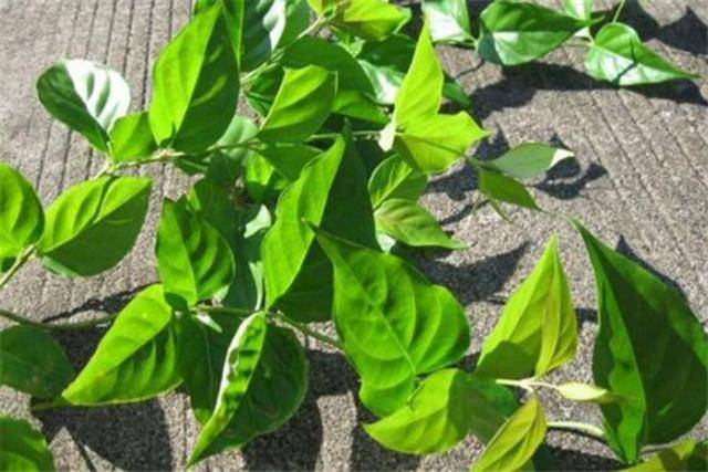 原创春天去野外看到这样的"金银花"赶紧绕路走,误食了有危险