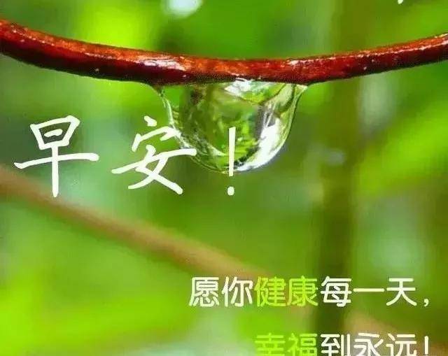 原创清早问候大全图片鲜花带字 清晨表情图片早上好祝福语