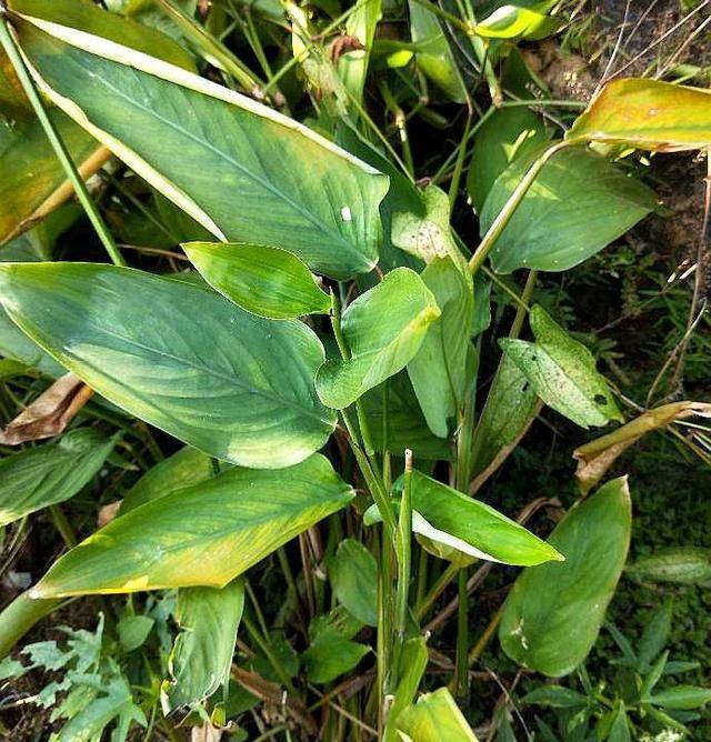 原创此植物叫菱薯根茎似竹笋做成盆栽好看又好吃