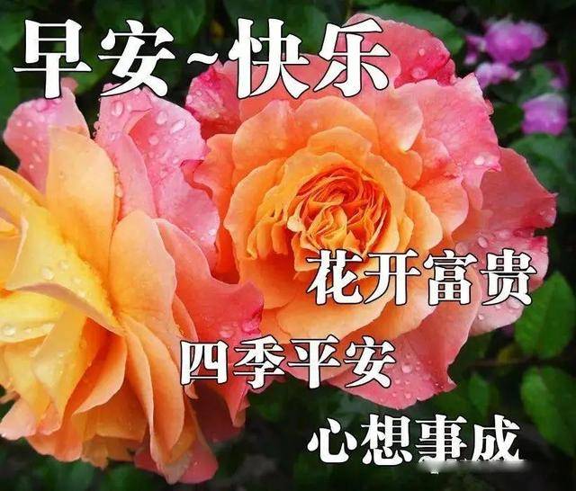 原创早上好祝福问候短信语录朋友圈新版早晨好暖心祝福图片带字