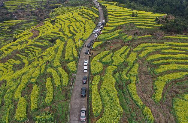 江西上饶:灵山油菜花渐次开放