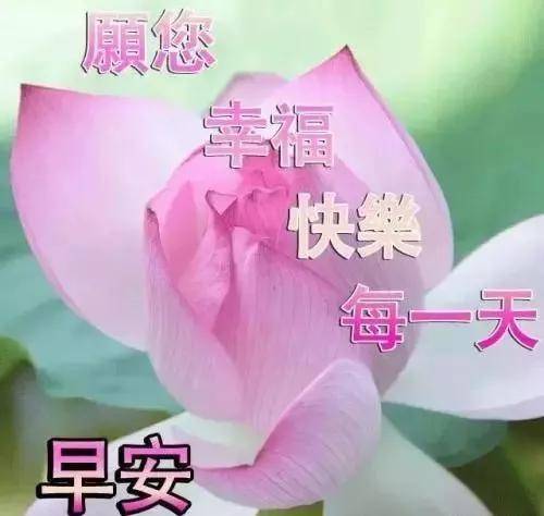 原创3.9清晨问候朋友特漂亮的早上好表情祝福鲜花图