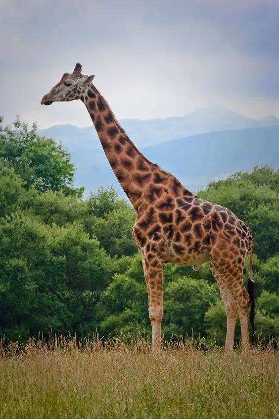 长颈鹿 / giraffe