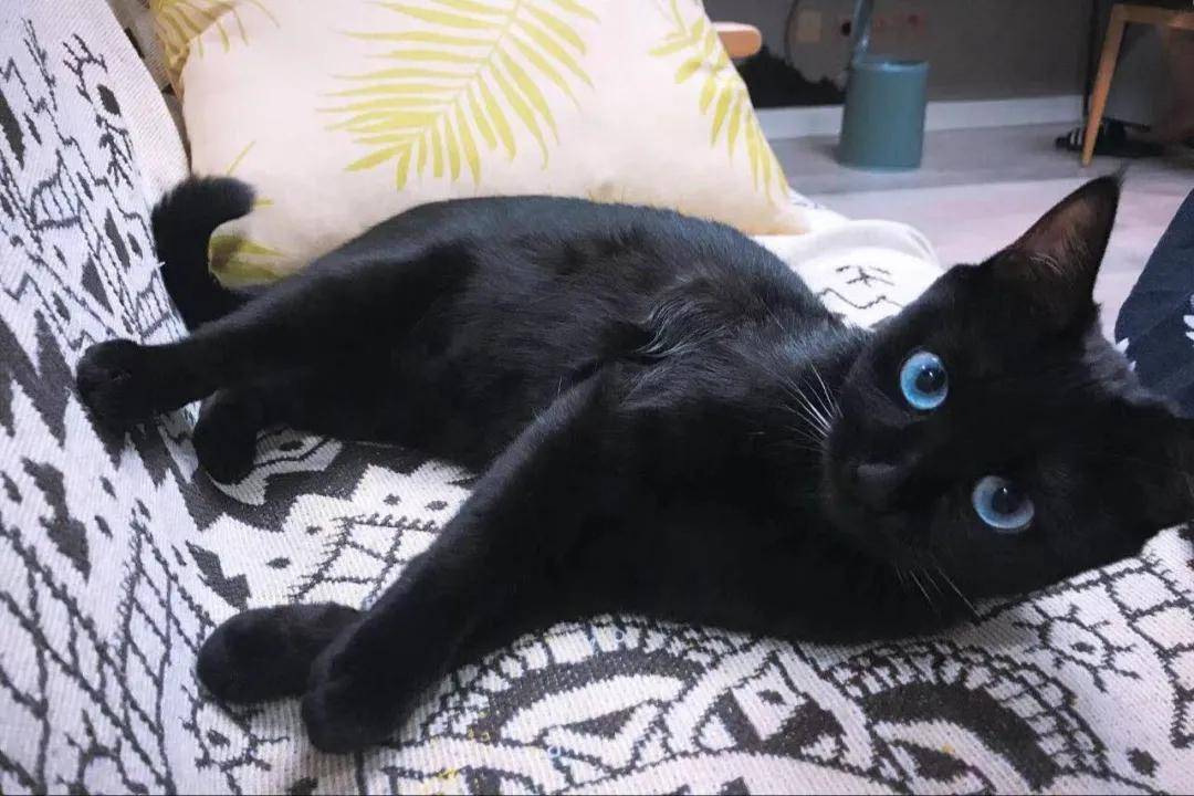 "这只蓝眼睛的黑猫,突然闯入了我19楼的家里…"