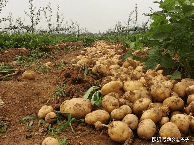 原创高产土豆种植,只要用上2个简单方法,营养不损失,想不高产都难