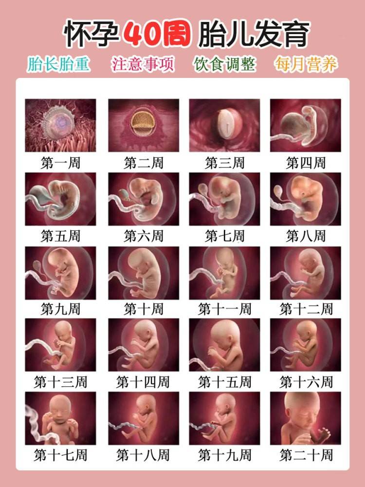 孕期1—40周胎儿发育全过程 准爸妈必看