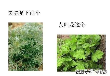 白蒿是茵陈蒿吗?它们有什么区别 ?