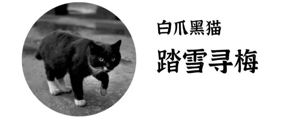 白爪黑猫:踏雪寻梅.相反,奶牛猫的取名更能凸显古人的文雅清淡.