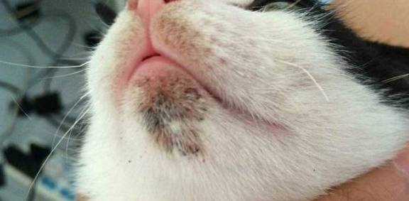 三种最常见的猫咪皮肤病!猫咪这么可爱才不能让它们生病!