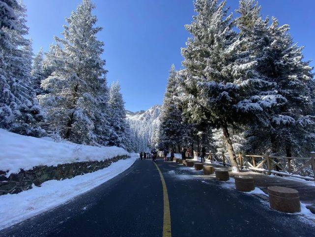 雪岭云杉"我常在这里见到你云杉念给溪水听将他们写给花鸟看执起笔