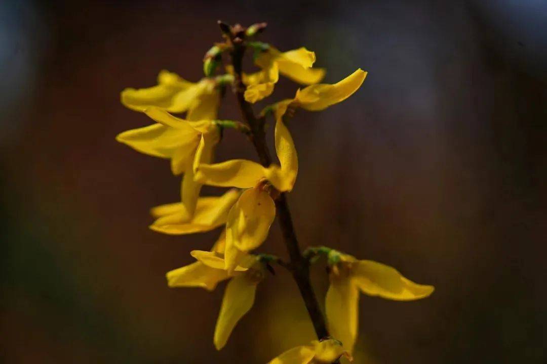 金钟花,连翘均为4个花瓣, 小枝条为灰白色至黄褐色, 金钟花花枝直立