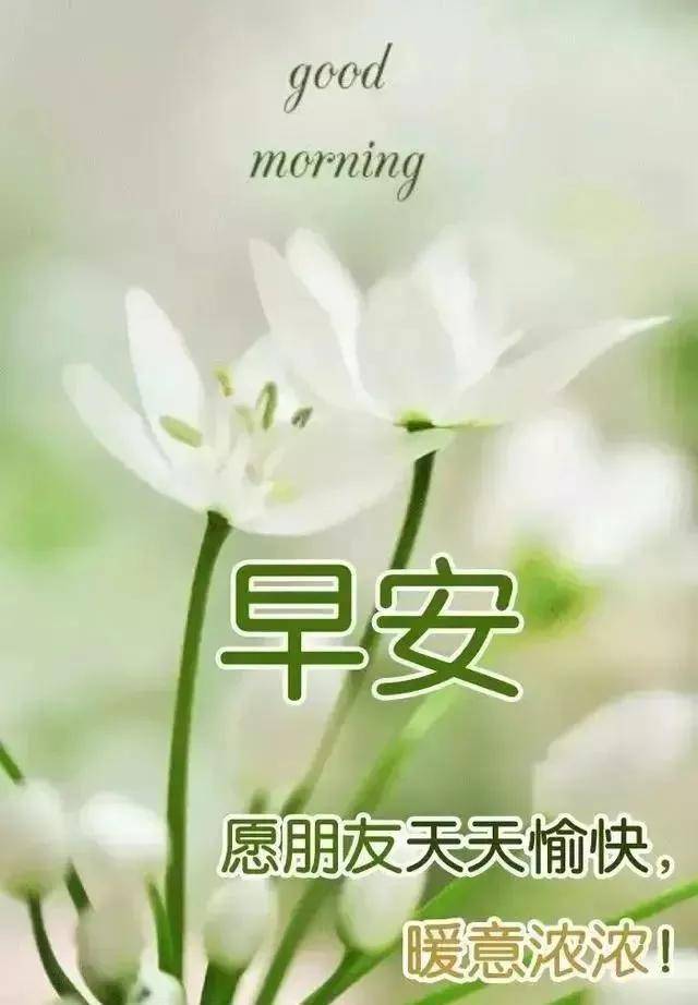 原创很暖心早上好祝福语大全早安表情图片带字美女