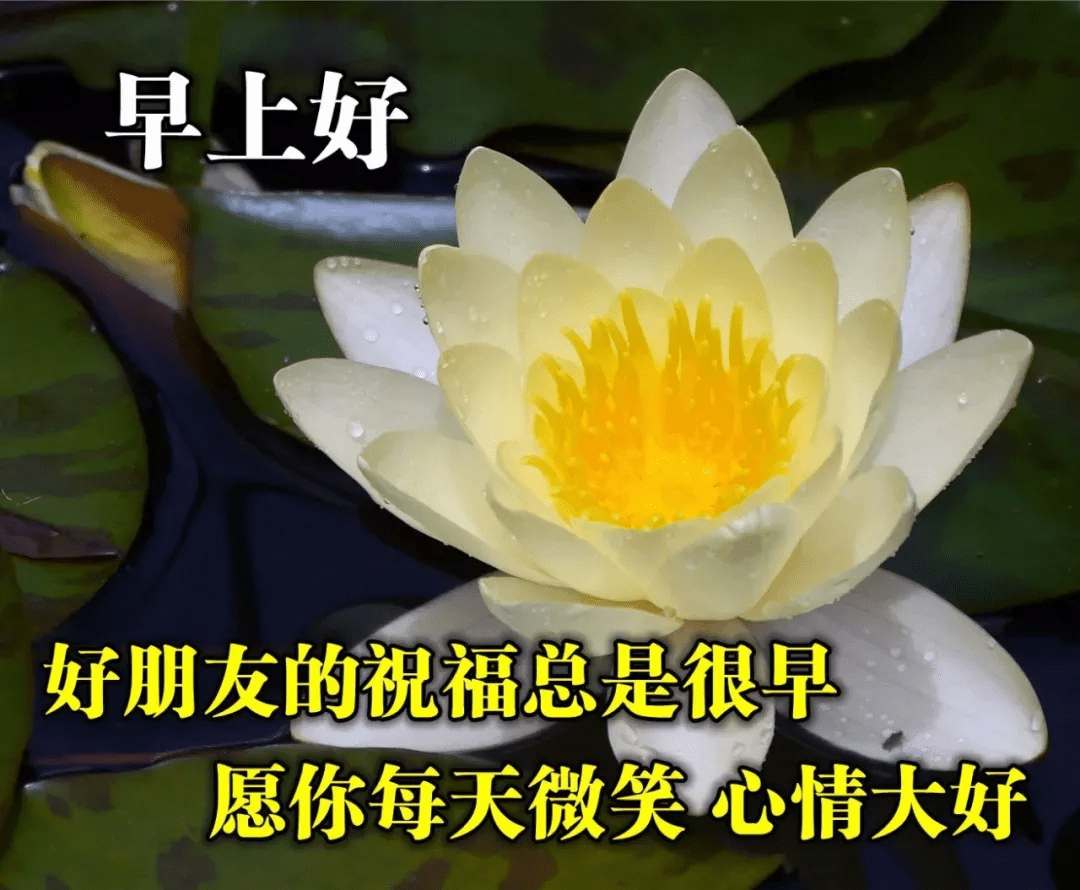 新的一天,送一份祝福,送一份快乐,漂亮的问候语图片送给你