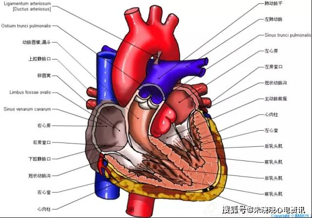 50张高清心脏解剖图谱,太赞了
