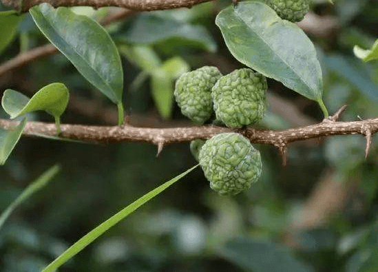 原创曾和紫檀齐名,古人用来造弓,如今常被砍来烧火,却不知树芯含金