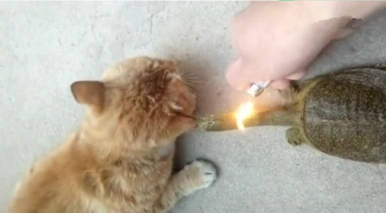 猫咪被乌龟咬住耳朵,主人用火烧乌龟头,才救下猫咪!