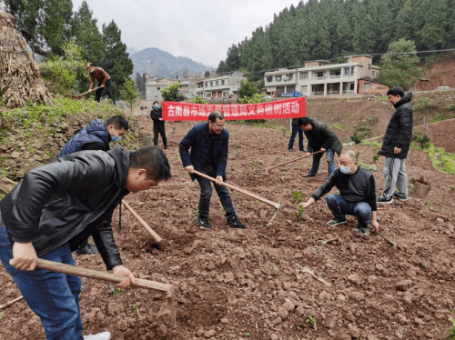 在古蔺县白泥镇菜板村植树)