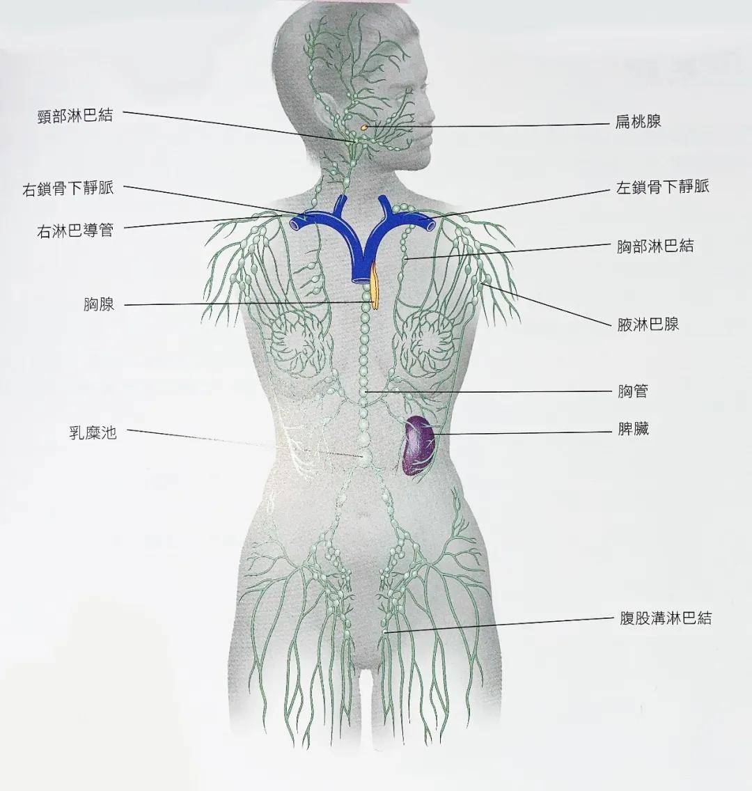 2021 new plan 以上为模拟试题中淋巴系统解剖图题型,同学们快来小试