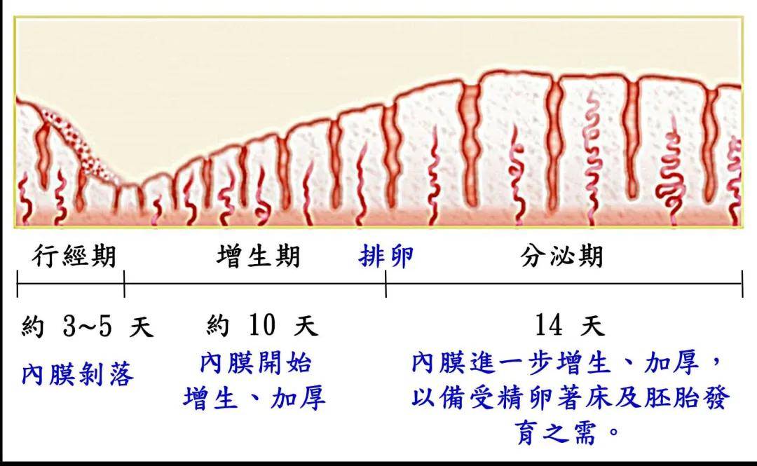 子宫内膜的厚度随着排卵的周期而有变化:月经来时,子宫内膜剥落,连