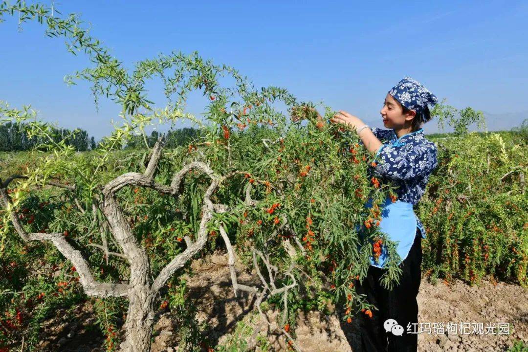 贺兰山下开园接客宁夏红玛瑙枸杞观光园开园公告