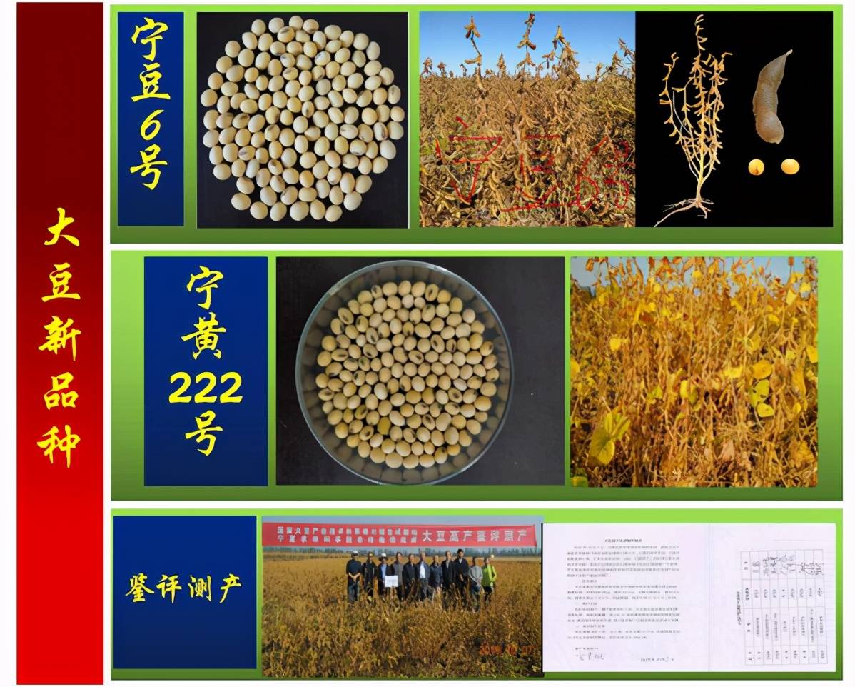 大豆新品种成果转化 裕田农业成为宁夏新亮点