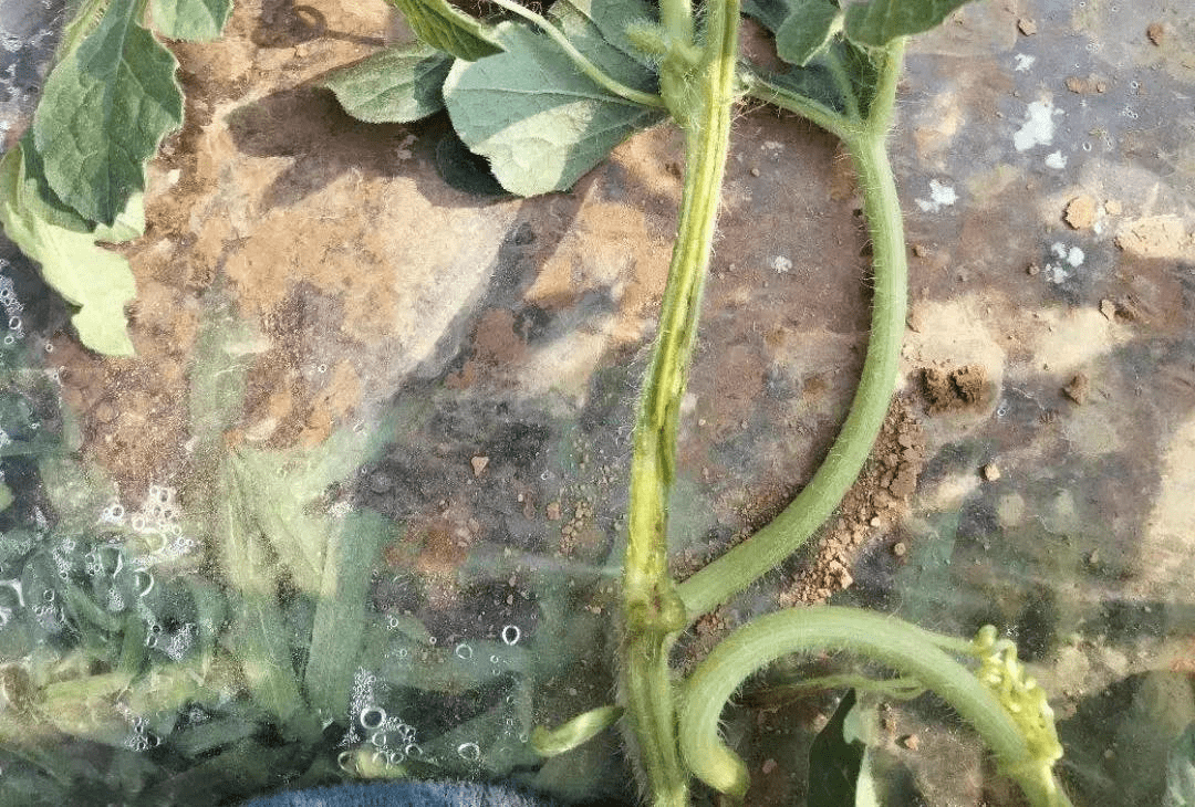 西瓜蔓枯病是由亚隔孢壳属瓜类黑腐球壳菌侵染而引起的真菌性病害.