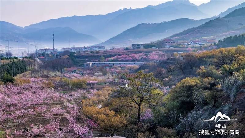 青岛人 北宅春日赏花地图来啦