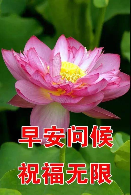 6张最新漂亮早上好鲜花图片带字带祝福语 免打字朋友圈祝福图片带字