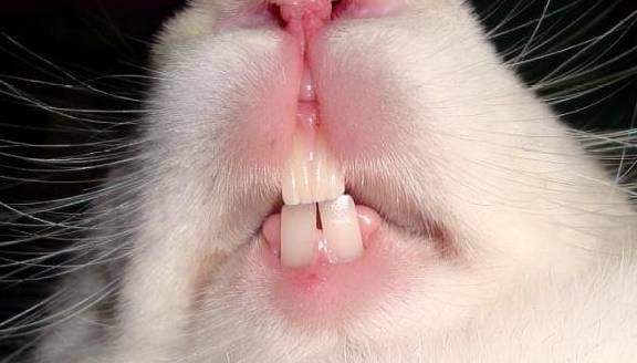 牙齿贴片对牙齿有伤害吗_牙齿很黄冷光美白牙齿有用吗_兔子有几颗牙齿