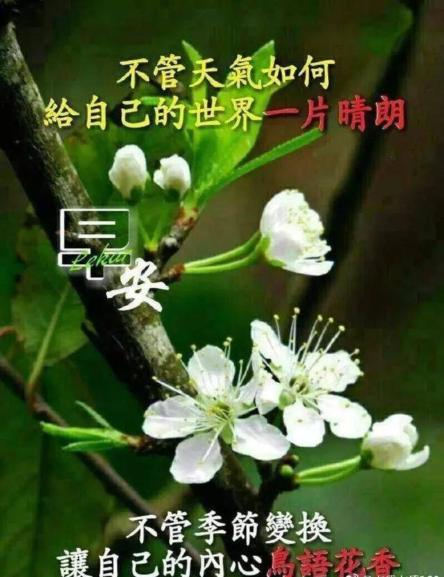 最新漂亮早上好问候表情图片带字 早晨好鲜花温馨问候