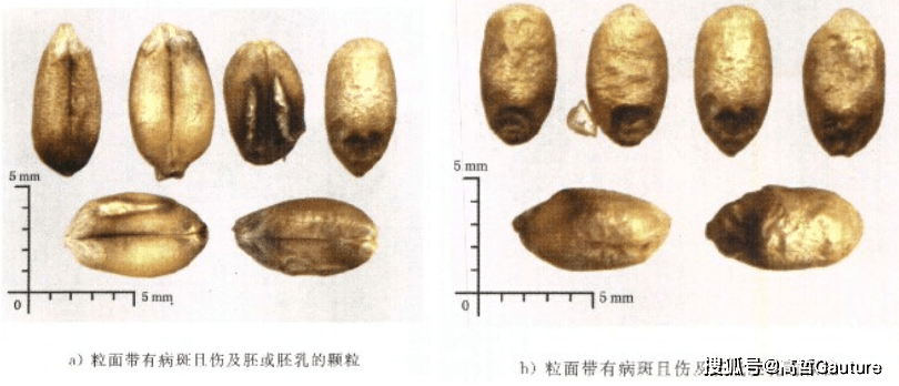 小麦不完善粒鉴别