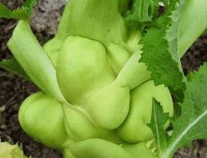 原创芥菜,到底有多少种你都清楚吗?这些菜也许你都没见过