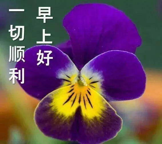 原创早晨好问候表情图片带字温馨最新版早上好漂亮图片大全