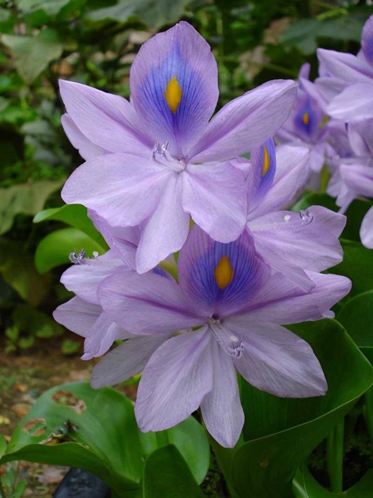 凤眼莲就是水葫芦,开出蓝紫色的花,繁殖速度很快