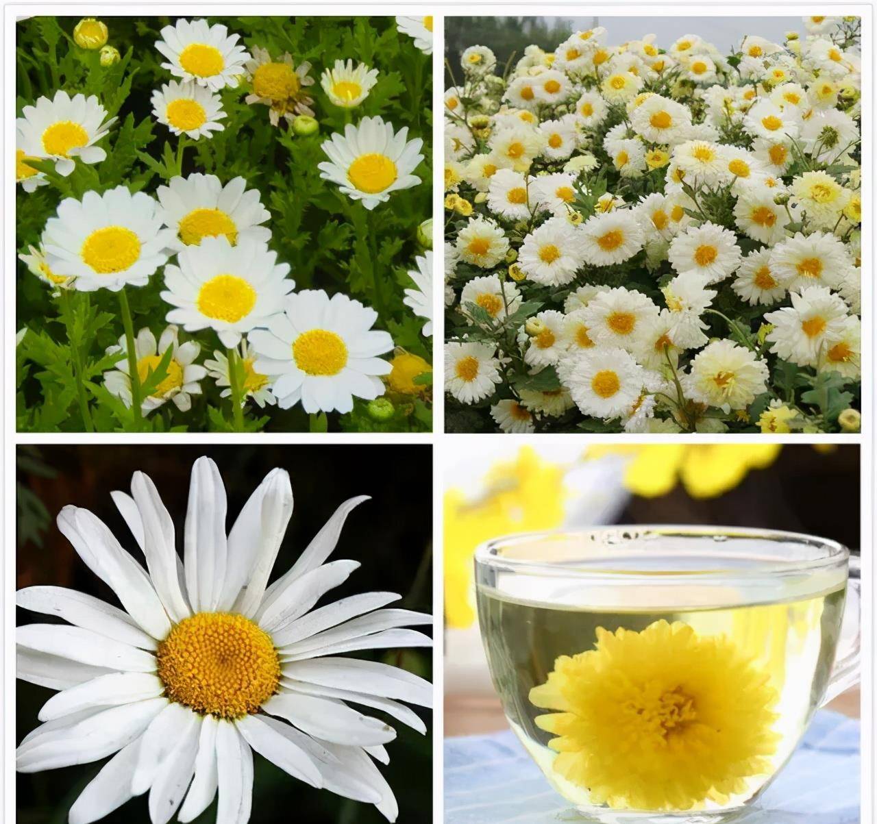 临淄:当代"陶渊明" 采菊河崖东_菊花
