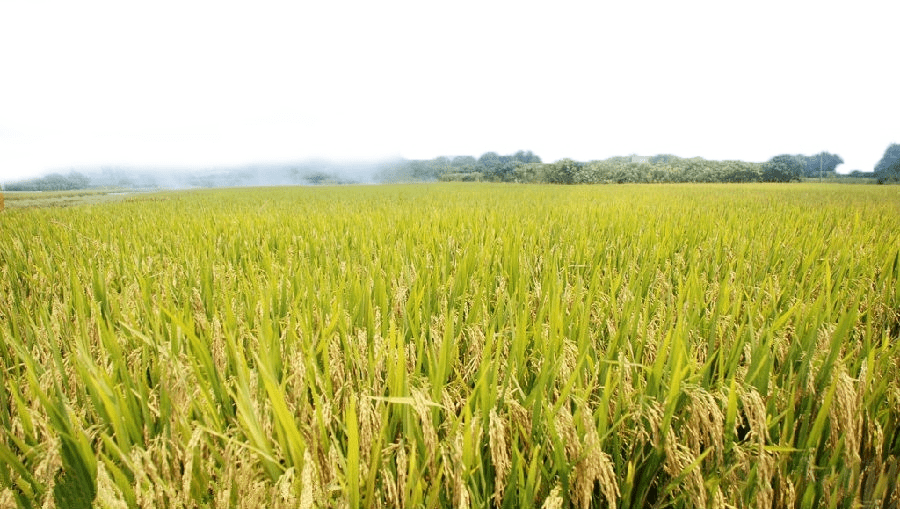 西南大地稻谷飘香浅谈川粮米业的发展之路