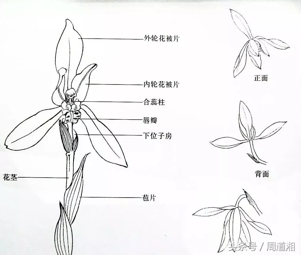 (下面介绍兰花的结构)如楚国诗人屈原就以"秋兰兮清清,绿叶兮紫茎