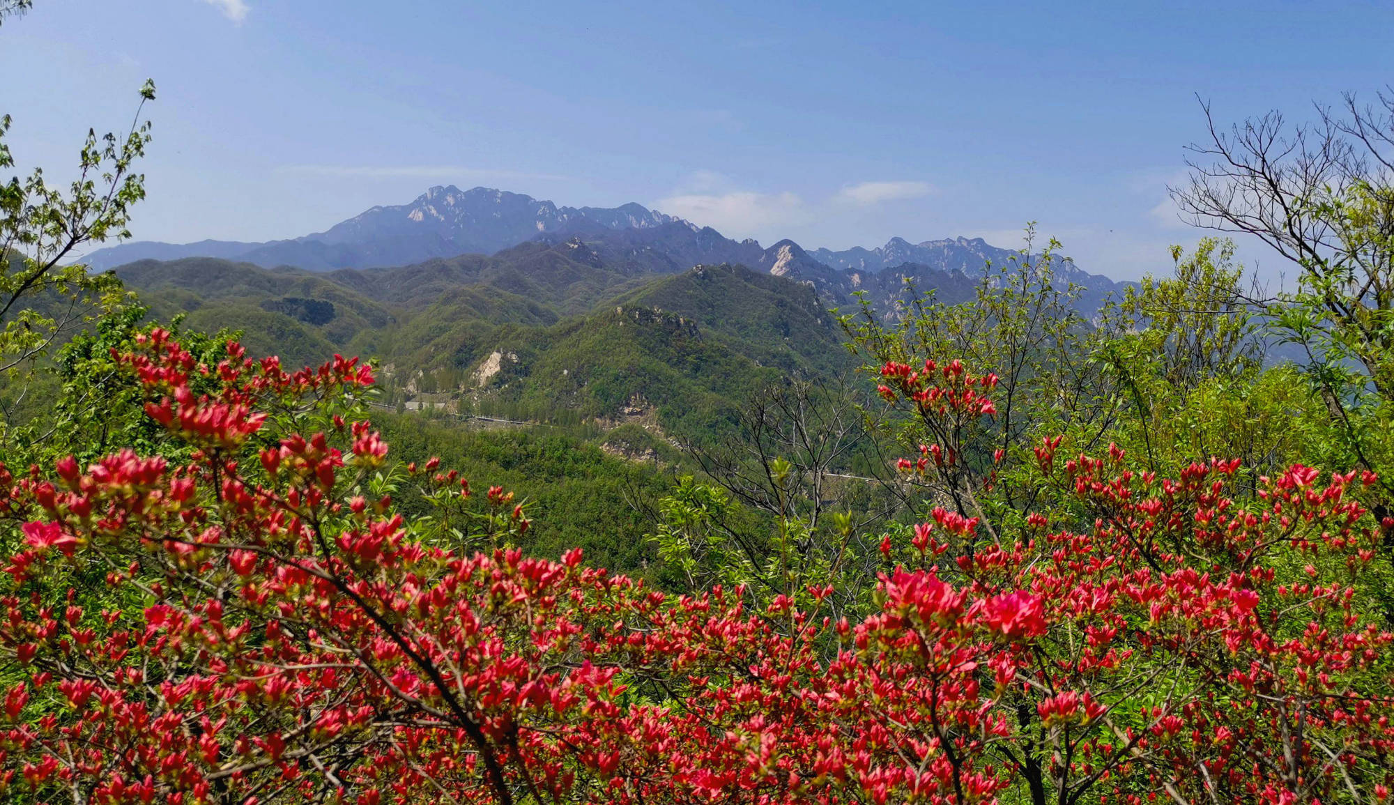 赏高山杜鹃赢惊喜大奖鲁山诗景龙潭峡邀您一起来看花花世界