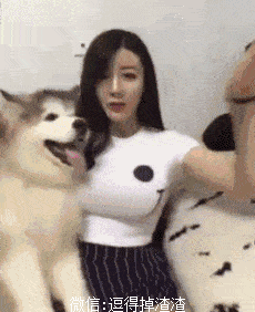 如果有个比二哈还二的主人,请问二哈你是什么感受?